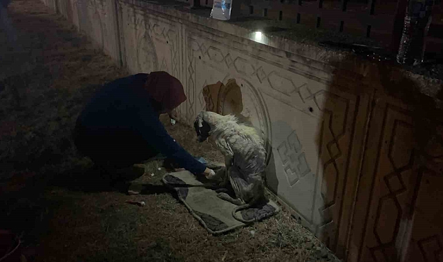 Zor durumdaki köpeği hayvan severler kurtardı