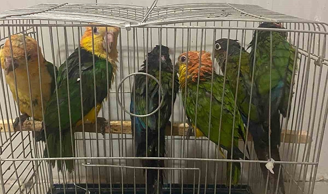 6 adet &quot;konur&quot; cinsi papağan ele geçirildi