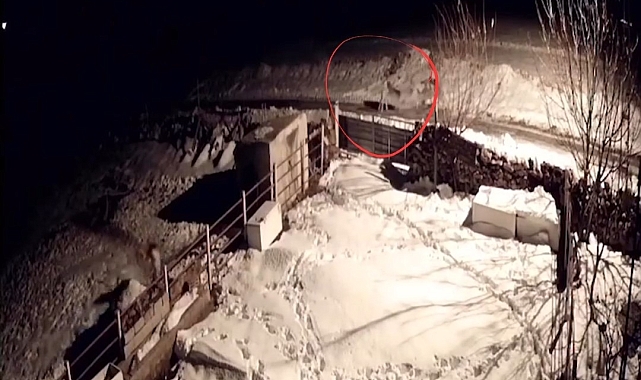 Aç kalan kurtların köpeklere saldırdığı anlar kameraya yansıdı