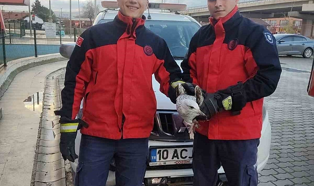 Ağaçta mahsur kalan ayağı kırık martının imdadına itfaiye yetişti