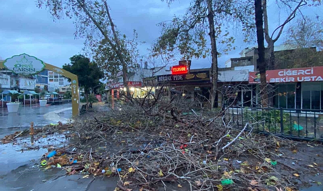 Antalya&#039;da aşırı yağış ve fırtına asırlık çınar ağacını devirdi