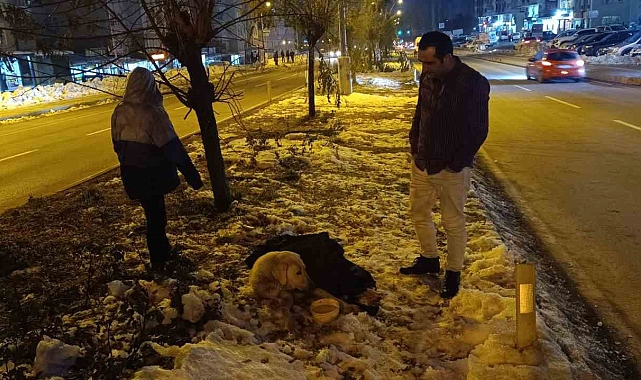 Aracın çarpma sonucu yaralanan köpeğin başından bir an olsun ayrılmadı