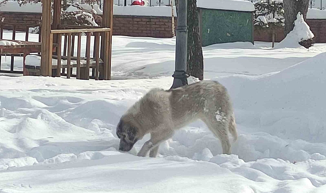 Ardahan Titriyor: Sibirya Soğukları Hayat Felç Etti!