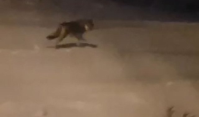 Ardahan&#039;da Aç Kalan Kurtlar Şehre İndi: Korkutan Görüntüler