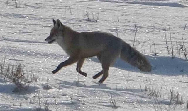 Ardahan&#039;da Aç Kalan Tilki, Yiyecek Arayışında Kameraya Yakalandı