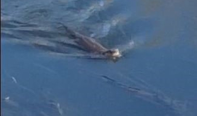 Ardahan&#039;da Nesli Tükenmekte Olan Su Samuru Görüntülendi: Doğanın Mucizesi Kamera Gözüne Takıldı!