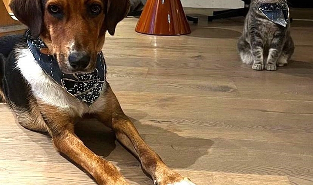 Atık kumaşlardan patili dostlar için tasma ve fular tasarladı