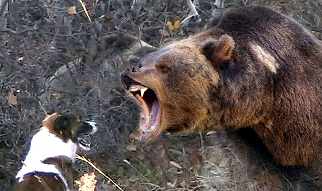 Ayı saldırılarına karşı uyarı &quot;Kaçmayın&quot;