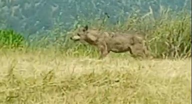 Bilecik'te 'Canavar' Lakaplı Dişi Kurt Kameralara Yakalandı!