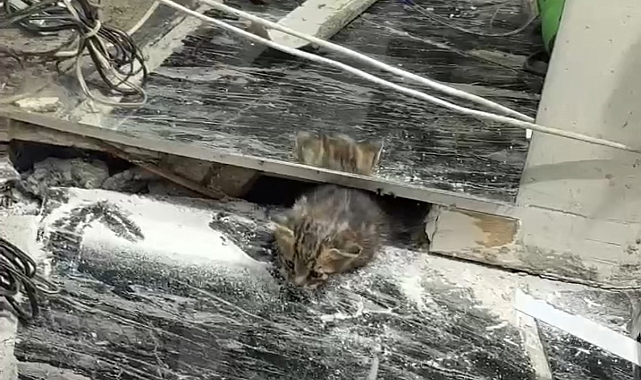 Bir iş yerinin duvar arasında sıkışan yavru kediyi itfaiye kurtardı