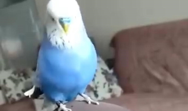 Bu kuş besmele çekip Sübhaneke Duası okuyor