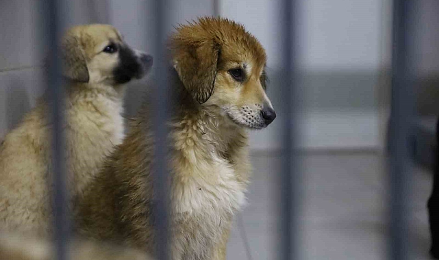 Bursa&#039;da Can Dostları Yeni Yuvalarına Kavuşuyor: &#039;Yuvanız Yuvası Olsun&#039; Projesi Tam Gaz Devam Ediyor