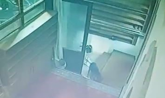 Camiden ayakkabı çalan sevimli hırsız, kamerada