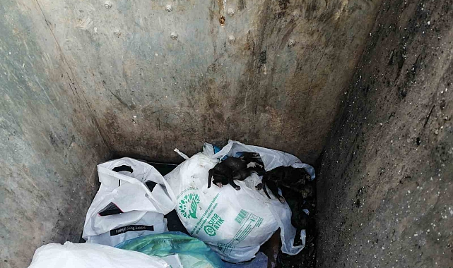 Çöp konteynerine atılmış poşet içinde 11 yavru köpek bulundu