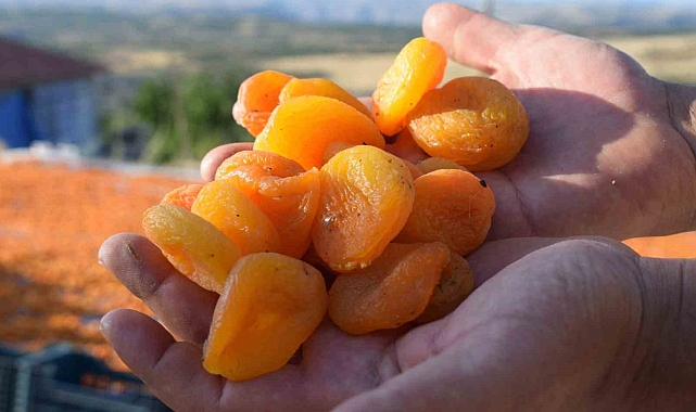 Darende&#039;de Kayısı Üreticileri Dolandırıldı: 20 Milyonluk Mağduriyet