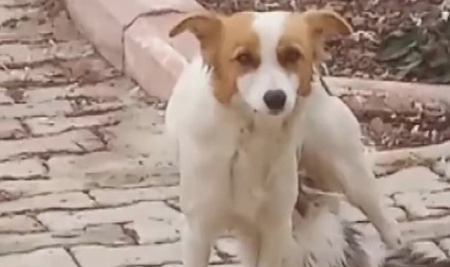 Deprem Enkazından Çıkan Bir Mucize: Çiko ve Minik Kedisi