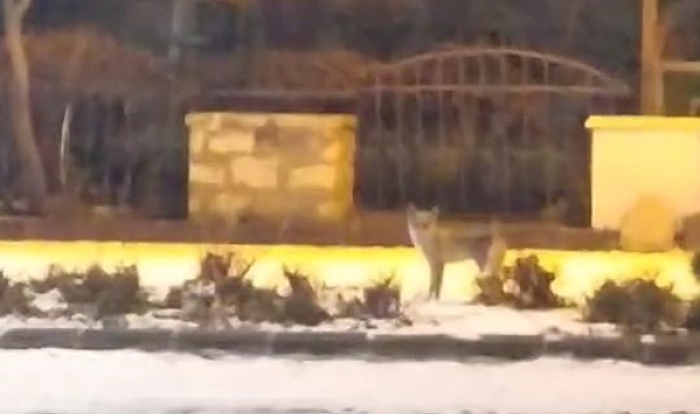 Elazığ&#039;da Açlık Sıkıntısı Çeken Tilki Şehir Merkezine İndi