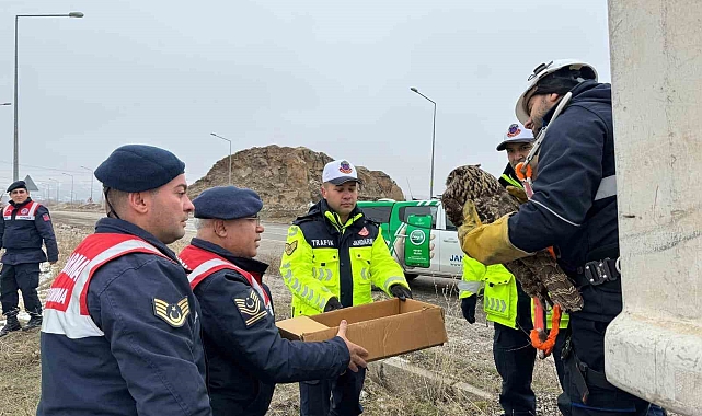 Elektrik tellerine sıkışan puhu kuşu kurtarıldı