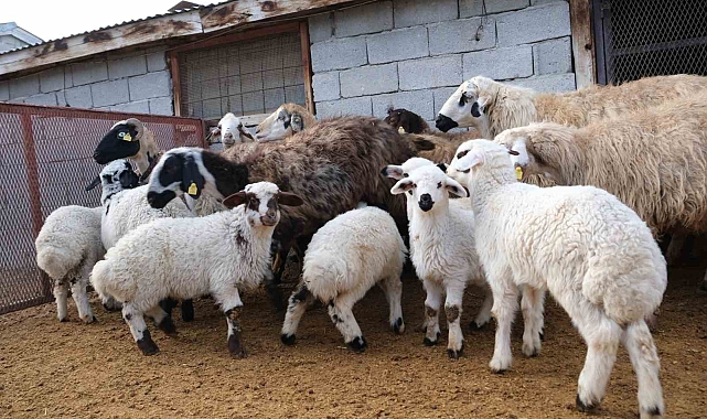 Erzincan&#039;da Kuzuların Doğuşu Üreticilerin Yüzünü Güldürdü