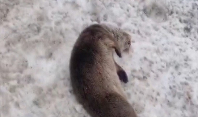 Erzincan&#039;da nesli tükenmekte olan vaşak ve su samuru araç çarpması sonucu telef oldu