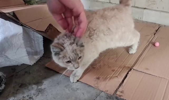 Erzurum polisinin donmak üzere olan kediyi kurtarması yürekleri ısıttı