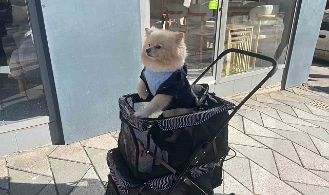 Gezdirme arabasıyla bebek gibi dolaştırıyor