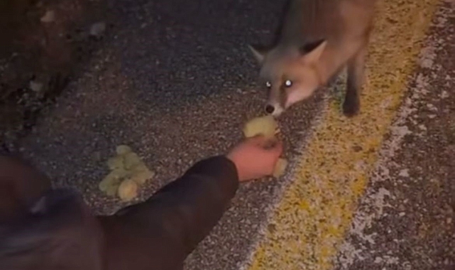 Gezintiye çıkan bir grup genç yolda gördükleri tilkiyi cipsle besledi