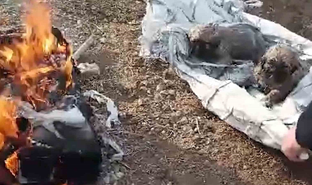 Gölette mahsur kalan yavru köpekler, annelerine kavuştu