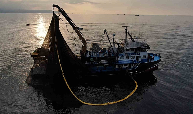 Hamsi: Küçük Boyutta Büyük Bir Deniz Zengini