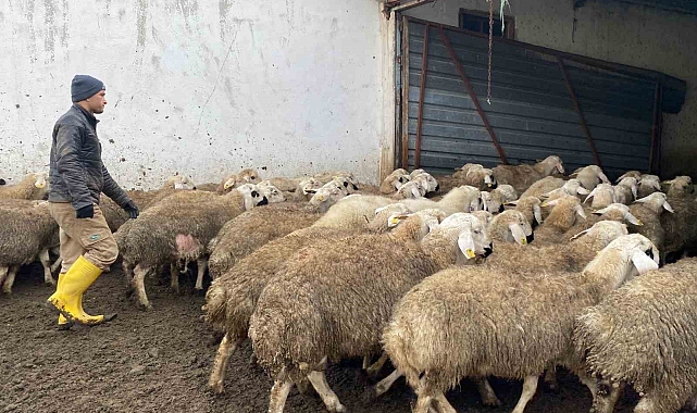 Hayvancılığı aile boyu sürdürüyorlar ama çoban bulamıyorlar