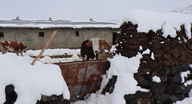 Iğdır'ın dağ köylerindeki besicilerin kış mesaisi başladı