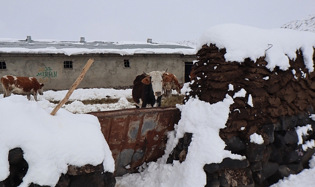 Iğdır&#039;ın dağ köylerindeki besicilerin kış mesaisi başladı