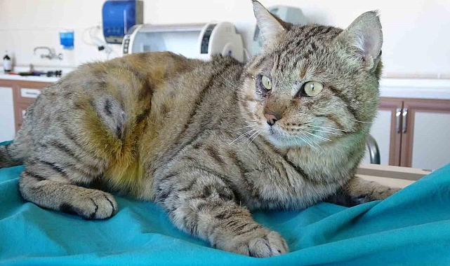 Irak Sınırında Yaralı Bulunan Asya Yaban Kedisi Tedavi Altında