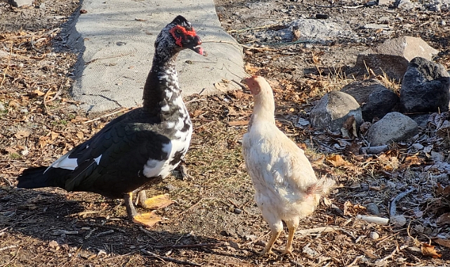 İran&#039;dan Getirilen Miskov Örneği, Iğdır’ın Sükü Köyü’nde ilgi odağı oldu