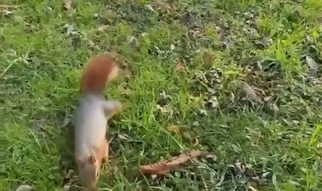 karşılaştığı sincabı kendi elleriyle besledi