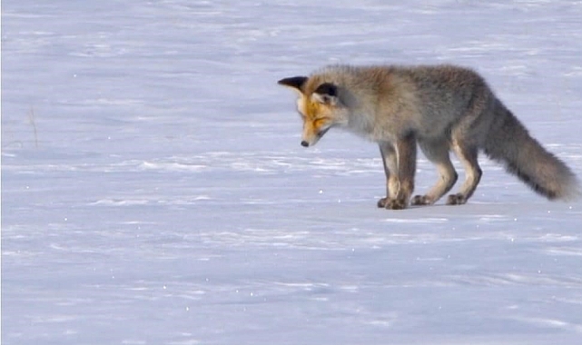 Kars&#039;ın Beyaz Örtüsü Altında Yaşam Mücadelesi: Aç Kalan Tilki, Fare Avıyla Görüntülendi