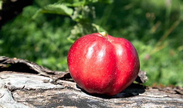 Kars&#039;ta, &quot;Elma Ağacı Bakımı ve Aşılama Eğitimi&quot; verildi