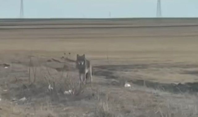 Kars&#039;ta Kurt Şehir Merkezine İndi!