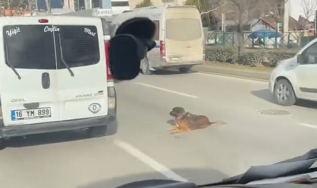 Köpeğin keyfi trafiğe kilitledi