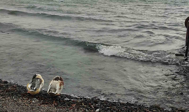 Küresel ısınma Çıldır Gölü&#039;nde turizmi vurdu