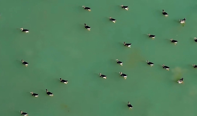 Kuş cenneti Erçek Gölü, yaban kazlarına ev sahipliği yaptı