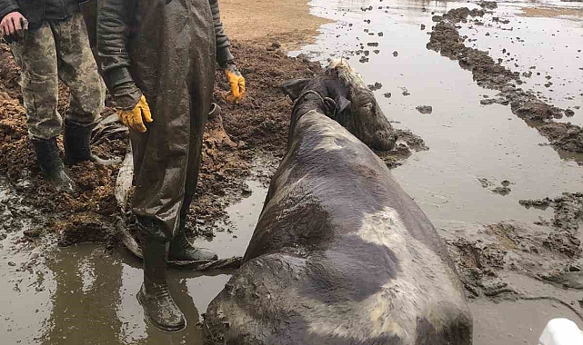 Kuyuya düşen gebe inek, uzun uğraş sonucu kurtarıldı