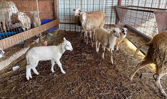 Kuzu 5 Ayaklı Doğdu