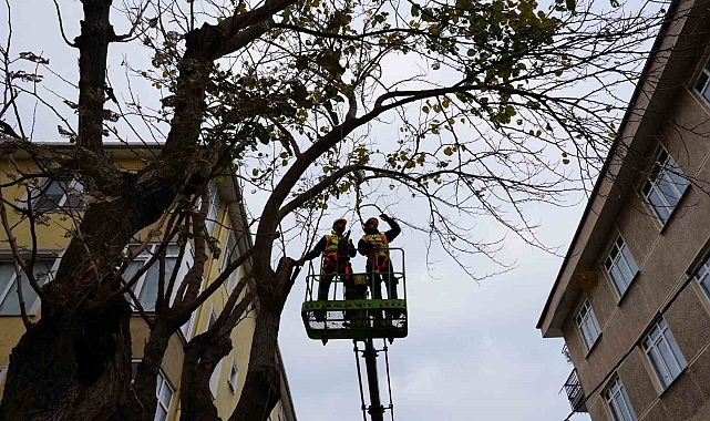 Maltepe&#039;de ağaç budama mevsiminin başlamasıyla 594 ağacı budadı