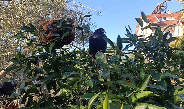 Manavgat Sel Felaketi: Tavuklar Ağaçlarda Sığınak Buldu