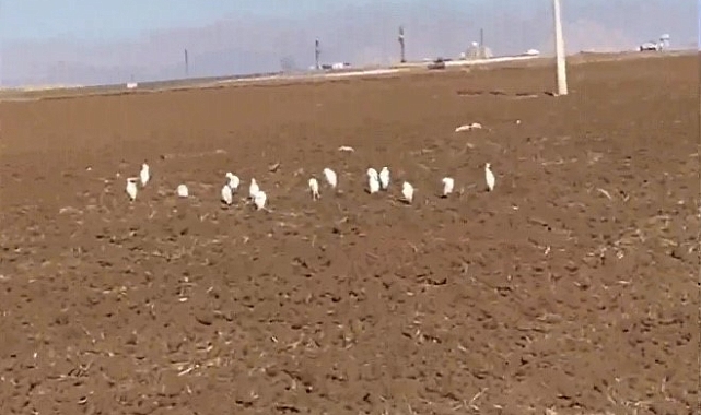 Mardin&#039;de Kış Mevsimi Misafirleri: Akbalıkçılar!