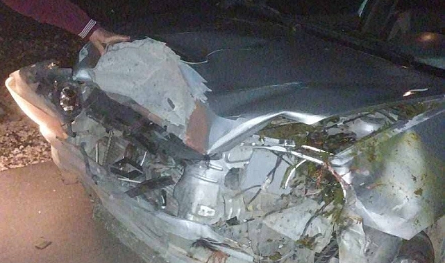 Mersin&#039;de Trafik Kazası: 4 Hayvan Telef Oldu