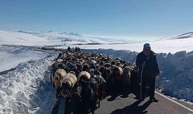 Muş&#039;ta 2 bin koyunla mahsur kalan besicilerin yardımına İl Özel İdaresi ekipleri yetişti