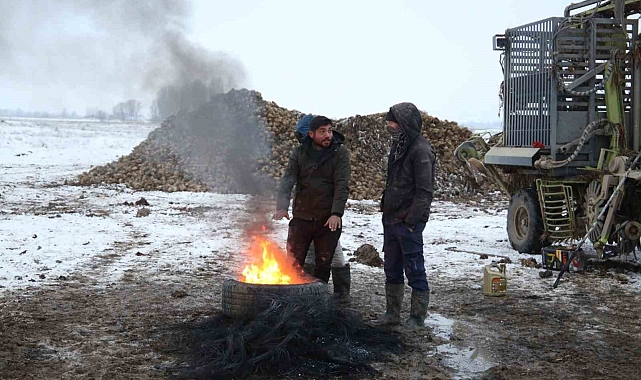 Muş&#039;ta kar altında şeker pancarı hasadı