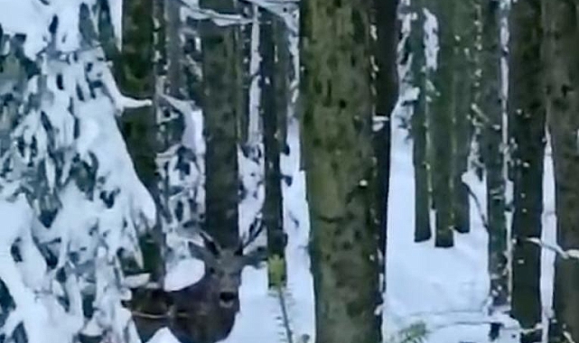Nadir görülen kızıl geyik karla kaplı yolda görüntülendi